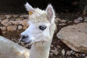 alpaca su un' azienda agricola nel il negev deserto. foto