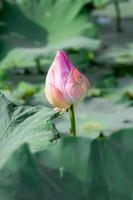 appassire il loto rosa sul lago e sullo sfondo del bokeh foto