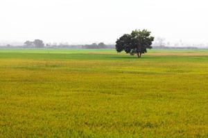 verde riso campo e albero con natura sfondo foto