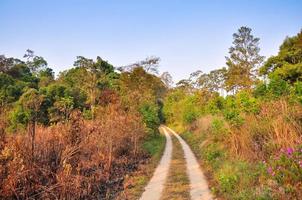 sporco strada attraverso il foresta a tung salang luang nazionale parco phetchabun, Tailandia foto