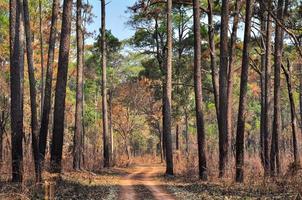 sporco strada attraverso il pino foresta a tung salang luang nazionale parco phetchabun, Tailandia foto