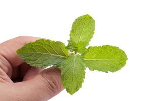 mano raccolta fresco menta erba le foglie isolato su bianca sfondo foto