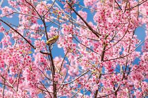 uccello dagli occhi bianchi su fiori di ciliegio e sakura foto