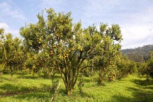 arancia albero nel Graden foto