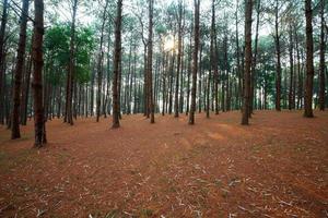 bosco di larici con luce solare e ombre all'alba foto