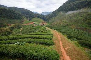 piantagione di tè nel doi ang khang, chiang mai, thailandia foto