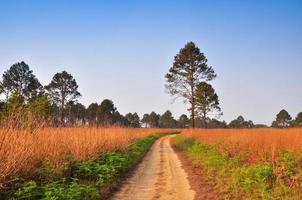 sporco strada attraverso il foresta a tung salang luang nazionale parco phetchabun, Tailandia foto