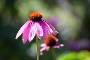 viola coneflowers , avvicinamento, selettivo messa a fuoco foto