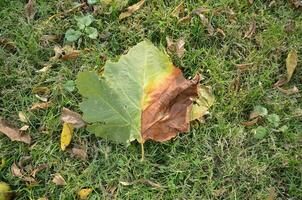 verde e arancia foglia caduto su il terra con erba foto