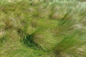 verde erba impianti soffiaggio nel il vento all'aperto foto