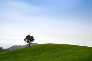 alberi su il collina con blu cielo foto