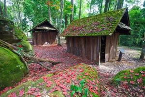 foglia d'acero rossa con scuola politica e militare al parco nazionale di phu hin rong kla, tailandia foto