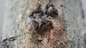 albero abbaiare si asciuga su durante il asciutto stagione sembra unico e bellissimo foto