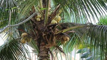 giallo Noce di cocco frutta nel Indonesia foto