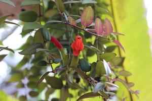 sospeso ornamentale impianti per decorare il giardino la zona foto