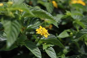 ovest indiano lantana, colorato lantana camara nel giallo colore. floreale naturale sfondo foto