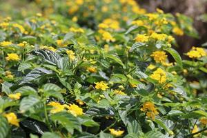 ovest indiano lantana, colorato lantana camara nel giallo colore. floreale naturale sfondo foto