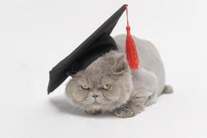 un' ritratto di Scozzese piegare bello gatto con testo indietro su bianca studio sfondo , formazione scolastica concetto . foto