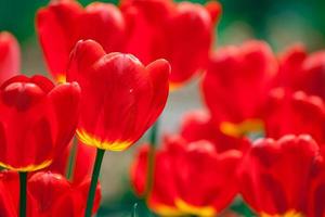 bellissimo rosso tulipani campo foto