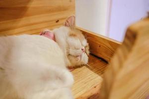 vicino su carino gatto nel il bar foto