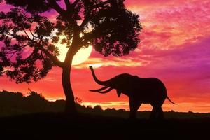 silhouette elefante in piedi quasi grande albero con bellissimo tramonto crepuscolo cielo sfondo foto