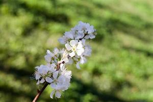 vicino su bianca prugna fiore foto