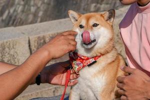 shiba inu giapponese cane, ritrattistica. foto