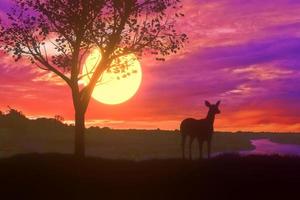 silhouette cervo in piedi quasi grande albero con bellissimo tramonto crepuscolo cielo sfondo foto