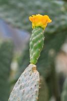 fiore di cactus foto