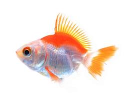 pesce rosso oranda isolato su bianco, manu di colpo dello studio di alta qualità