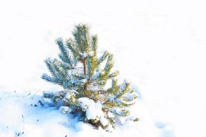 foresta invernale ghiacciata con alberi innevati. foto