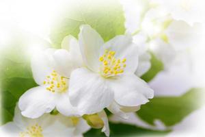 gelsomino bianco il ramo fiori primaverili delicati foto