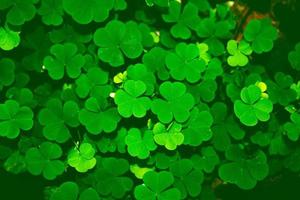 foglie di trifoglio verde su uno sfondo paesaggio estivo. festa di San Patrizio foto