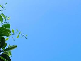 sfocato defocus verde le foglie contro blu cielo per copia spazio foto