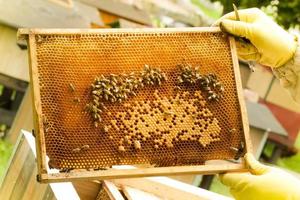 apicoltore che tiene una cornice di nido d'ape