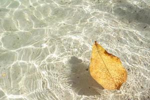 giallo le foglie galleggiante su il chiaro mare con copia spazio. bellezza nel natura. foto