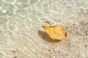 giallo le foglie galleggiante su il chiaro mare con copia spazio. bellezza nel natura. foto