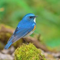 uccello bluetail himalayano