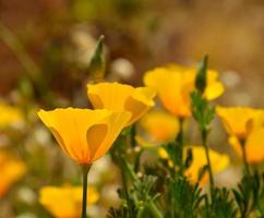 splendida eschscholzia californica di fiori selvatici in piena fioritura foto