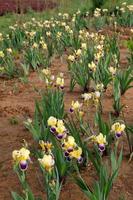 fiori di iris selvatici foto