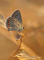 farfalla foto