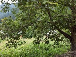 kashmir è il maggior parte bellissimo regione nel il mondo quale è famoso per suo verde valli, bellissimo alberi, alto montagne e fluente molle. foto