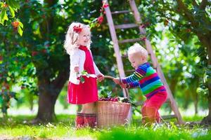 bambini che raccolgono ciliegie in un orto di frutta foto