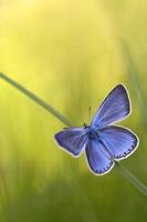 farfalla blu comune - Polyommatus Icaro foto