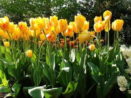 fiori di tulipano in primavera foto