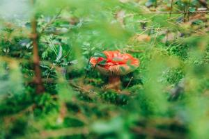 commestibile piccolo fungo russula con rosso ruggine berretto nel muschio autunno foresta sfondo. fungo nel il naturale ambiente. grande fungo macro vicino su. ispirazione naturale estate o autunno paesaggio. foto