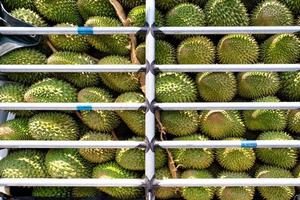 fresco tailandese durian su Raccogliere camion foto