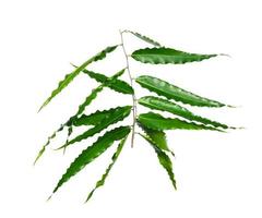 verde le foglie motivo, foglia polialzia longifolia albero isolato su bianca sfondo foto