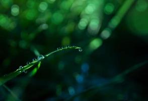 macro pioggia far cadere su verde foglia con sole splendente nel il mattina. gocce di rugiada con trasparente acqua su selvaggio erba, bellissimo fresco naturale sfondo per eco amichevole concetto foto