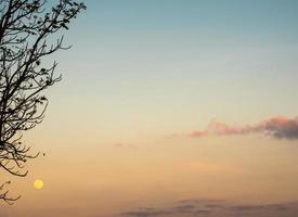 silhouette albero e la luna piena nel cielo della sera foto